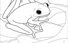 American Green Tree Frog Coloring Page | Free Printable Coloring Pages - Printable Frog Puzzle