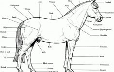 Free Horse Coloring Pages - Printable Horse Puzzles