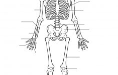 Free Printable Human Skeleton Worksheet For Students And Teachers - Printable Skeletal System Crossword Puzzle