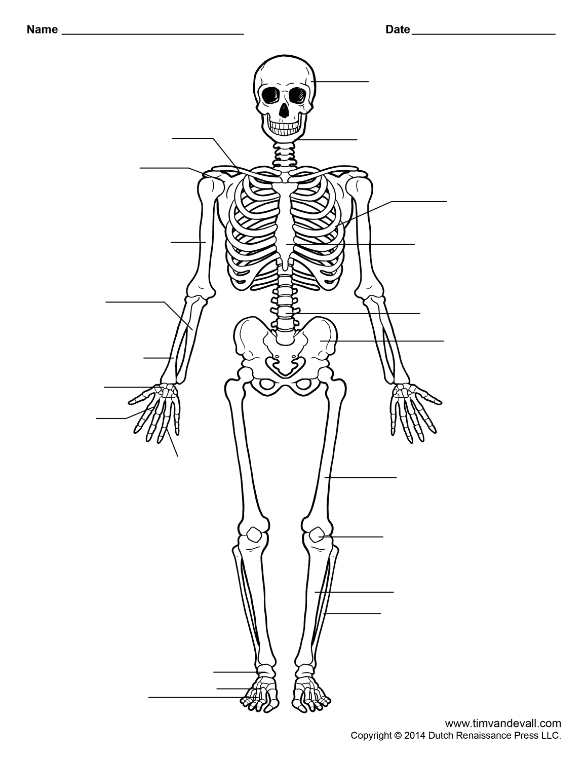 Free Printable Human Skeleton Worksheet For Students And Teachers - Printable Skeletal System Crossword Puzzle