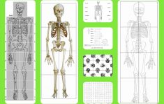 Free Printable Life-Sized Child And Adult Skeletons, Skull Puzzles - Printable Skeleton Puzzle