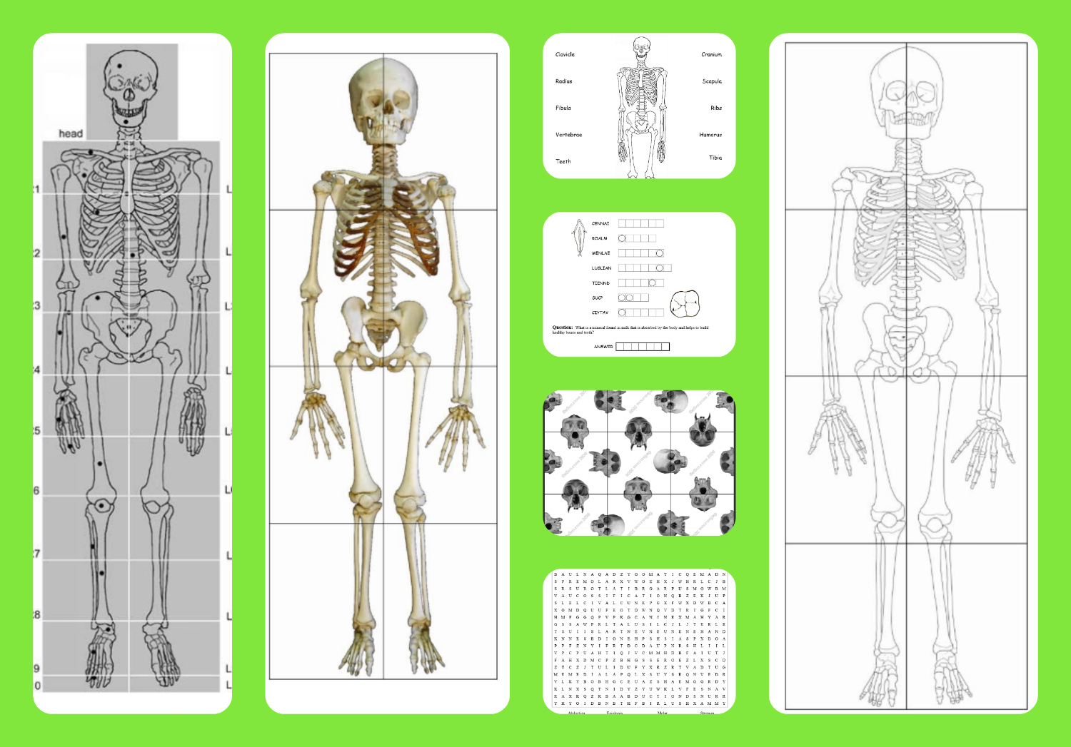 Free Printable Life-Sized Child And Adult Skeletons, Skull Puzzles - Printable Skeleton Puzzle