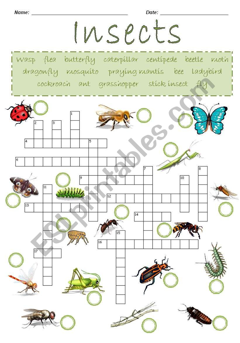 Insects Crossword Puzzle - Esl Worksheetjoeyb1 - Insect Crossword Puzzle Printable