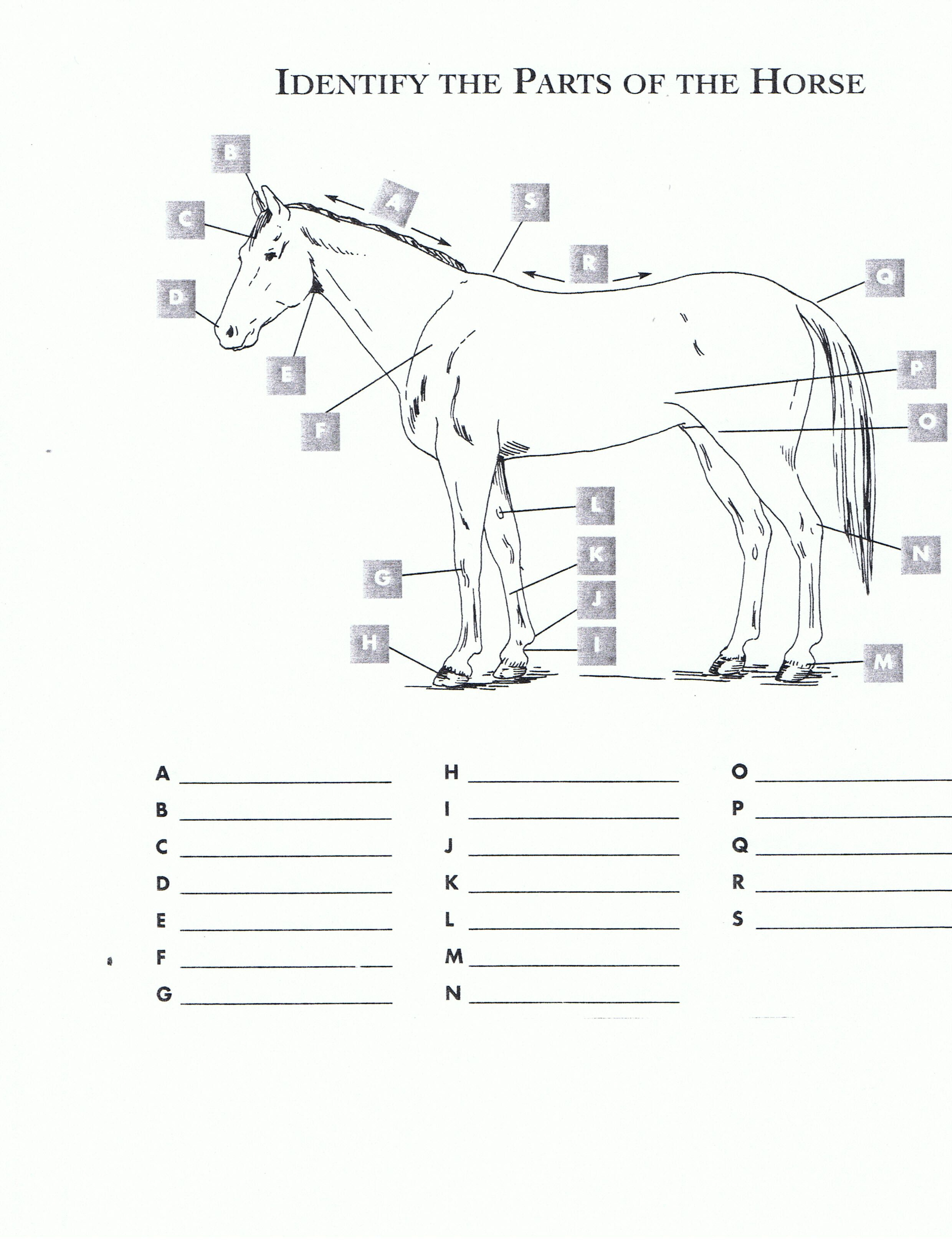 Pincindy Dillingham On Homeschool Highschool | Horses, Horseback - Printable Horse Puzzles