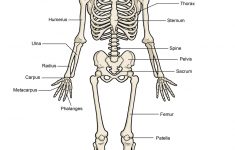 Printable Human Skeleton Diagram - Labeled, Unlabeled, And Blank - Printable Skeleton Puzzle