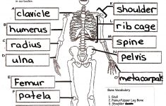 Skeletal System Crossword Puzzle Answers | Healthy Hesongbai - Skeletal System Crossword Puzzle Printables