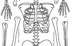Skeleton Puzzle Printable | Print It | Human Skeleton, Human Body - Printable Skeleton Puzzle
