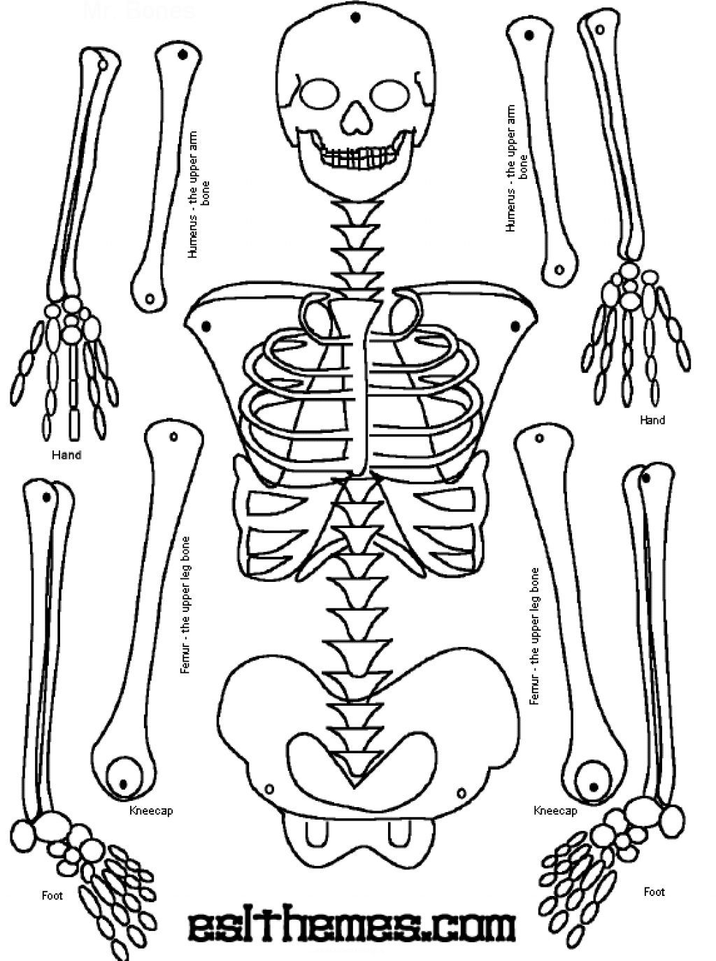 Skeleton Puzzle Printable | Print It | Human Skeleton, Human Body - Printable Skeleton Puzzle