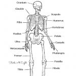 The Skeletal System: Hands On Learning Resources | Human Body   Printable Skeleton Puzzle