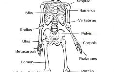 The Skeletal System: Hands-On Learning Resources | Human Body - Printable Skeleton Puzzle