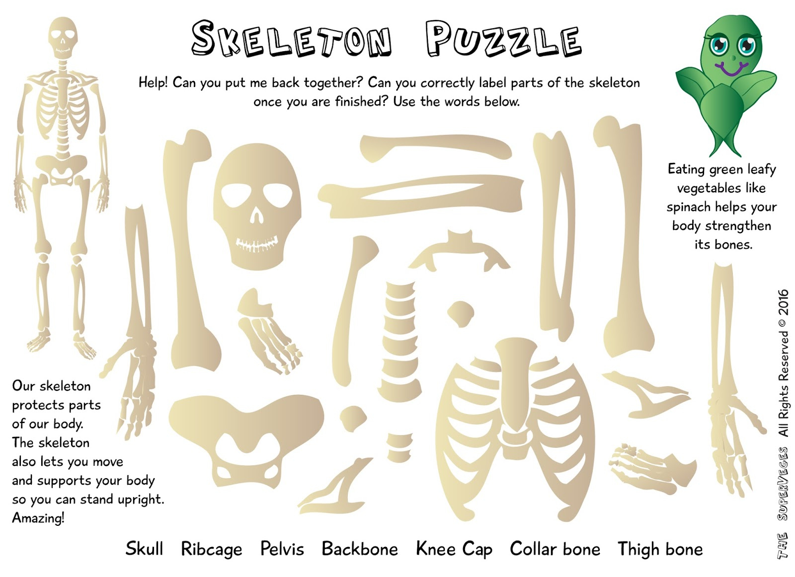 The Superveges - Vitamins And Minerals For A Healthy Body: Free - Printable Skeleton Puzzle